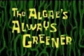 41a The Algae's Always Greener.jpg